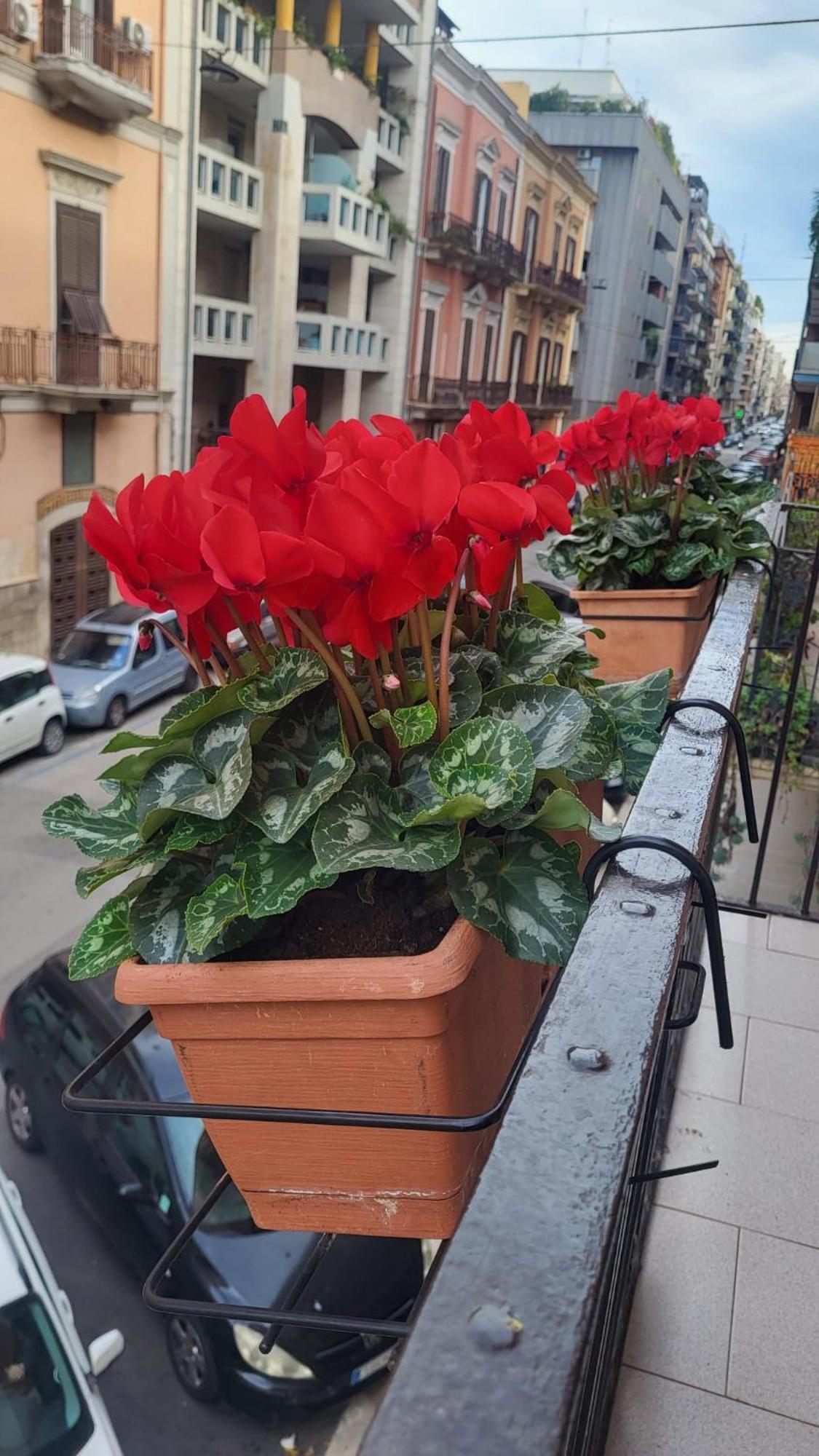 Apartmán Volare House Bari Exteriér fotografie